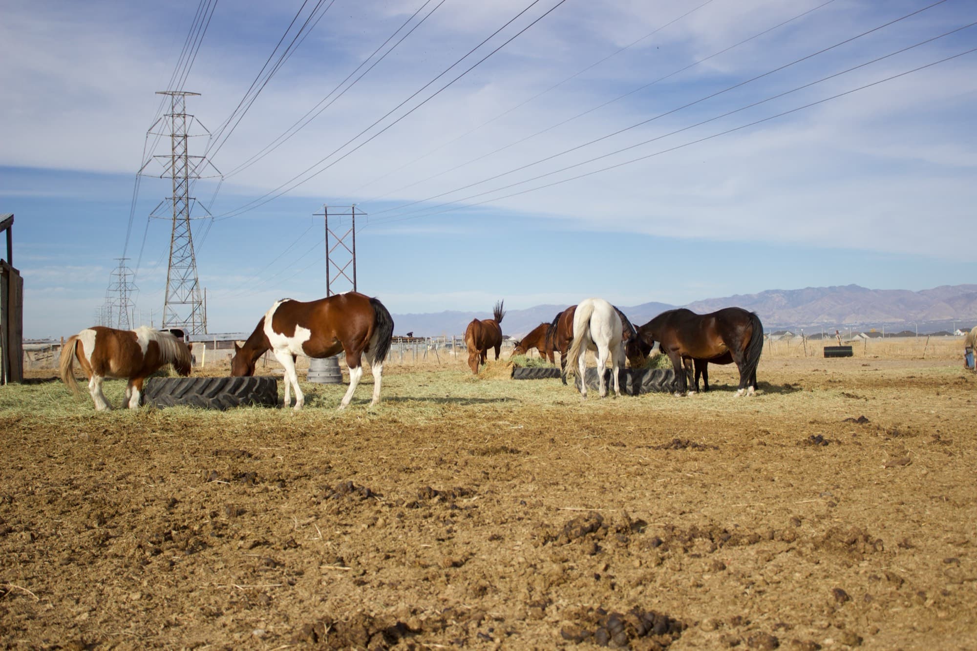 Paint and bay horses eat together from tire feeders in the pasture with mountains in the distance.
