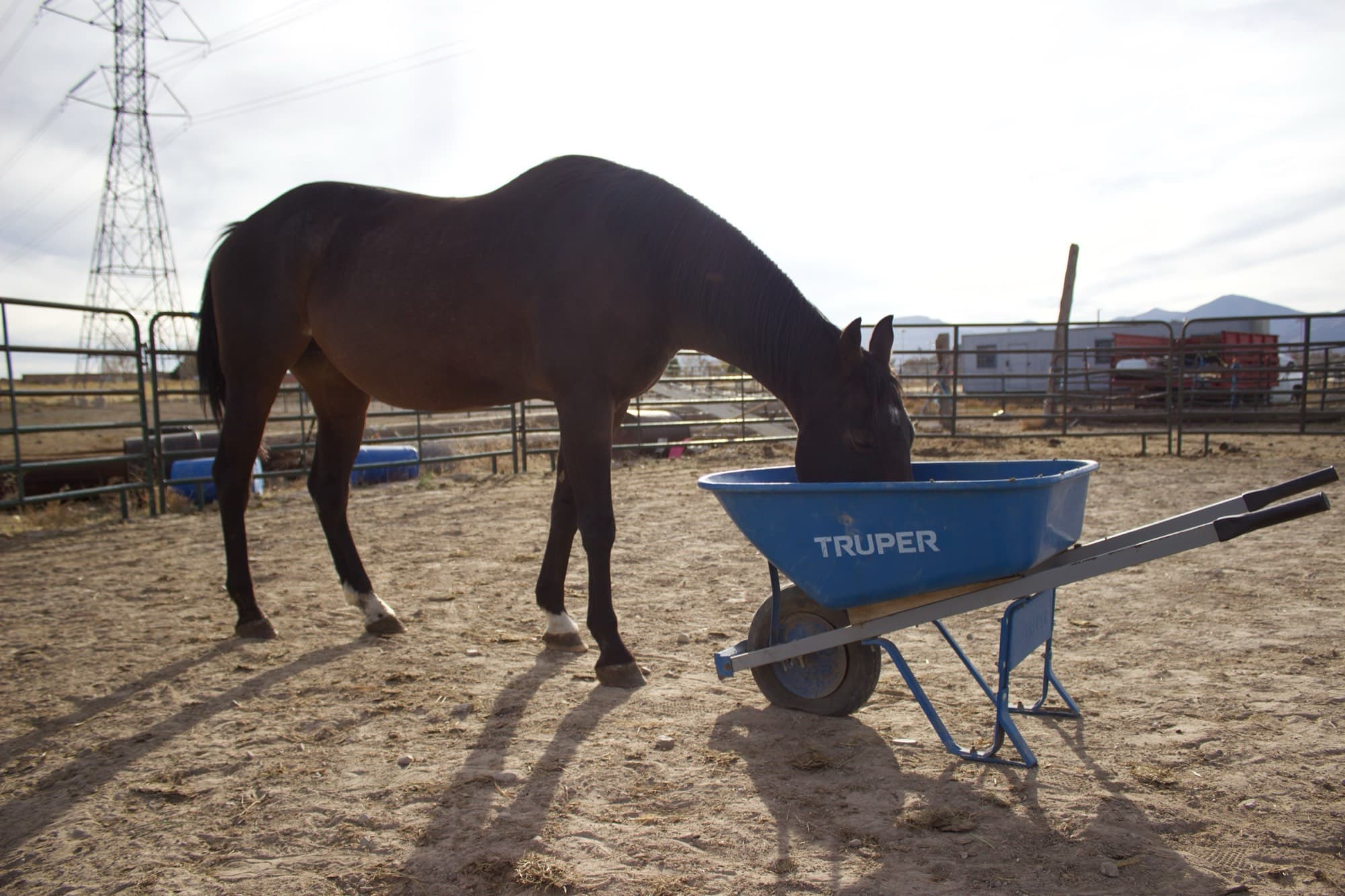 A dark bay horse eats from a blue wheelbarrow of feed in the ranch corral.
