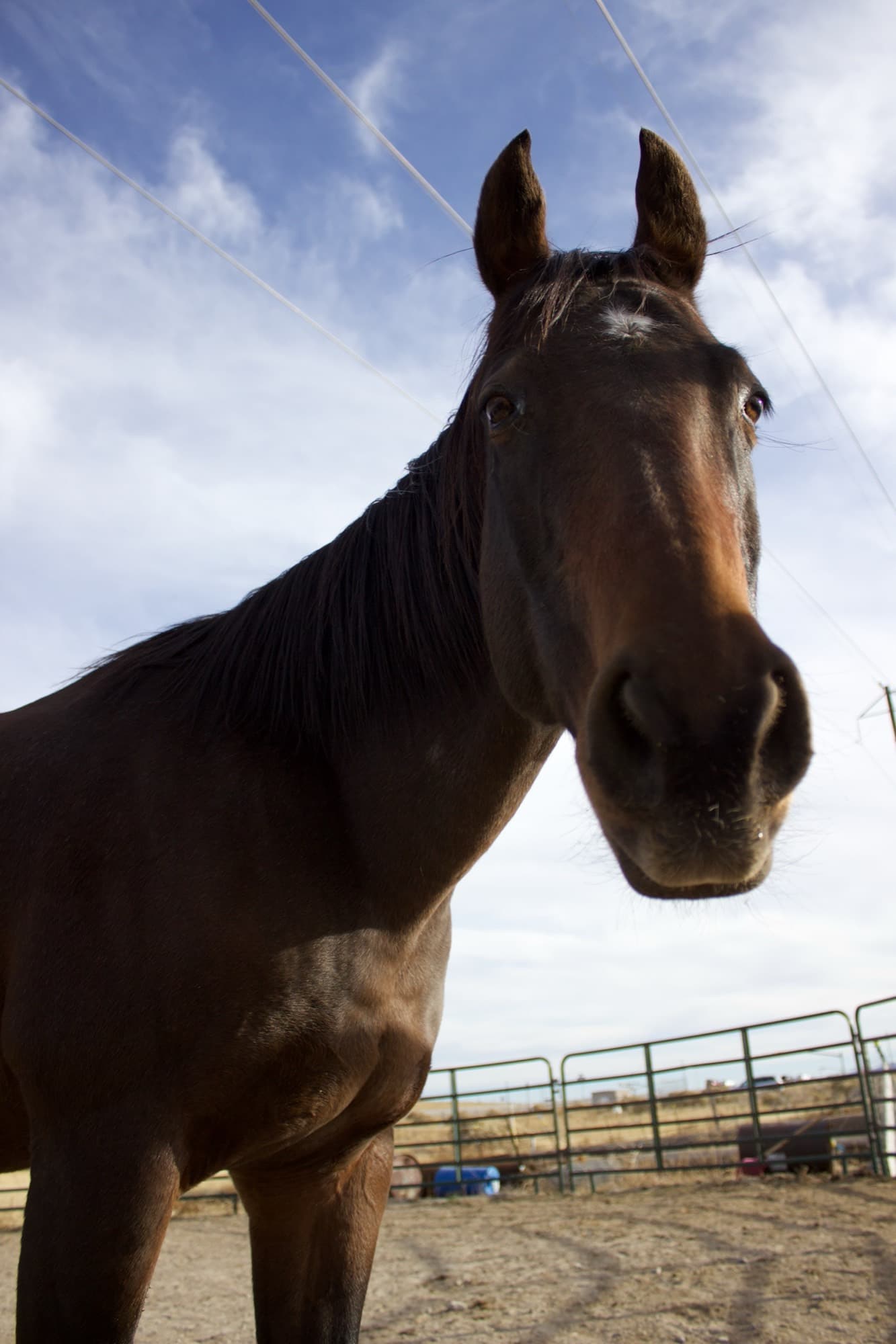 A friendly bay horse leans down toward the camera under a bright blue sky.