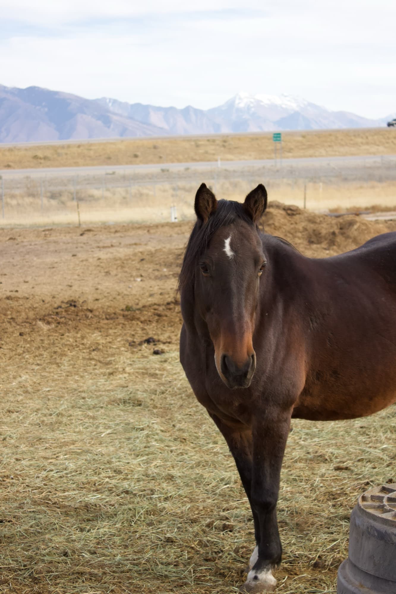 A bay horse with a small white star stands in the paddock with mountains on the horizon.