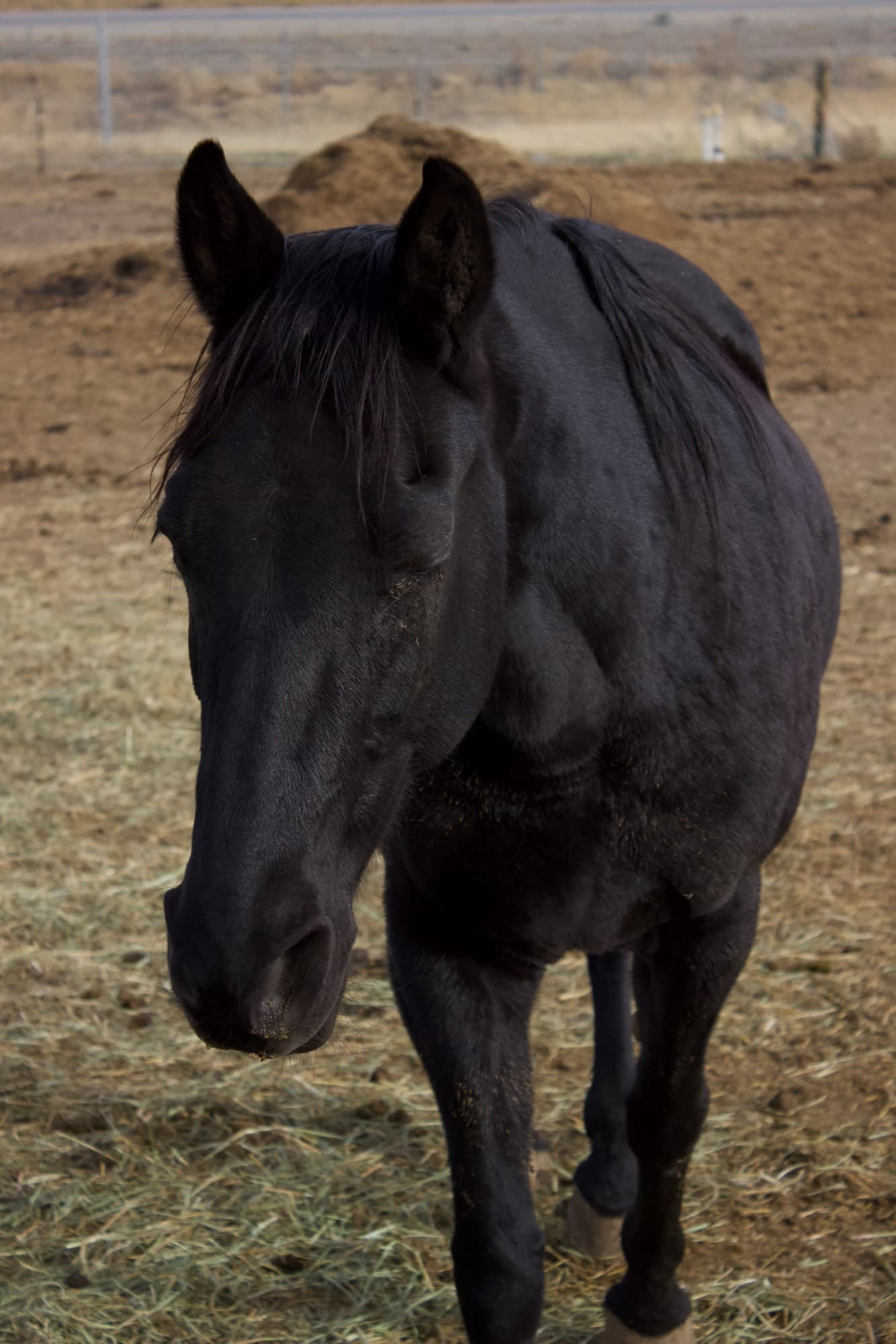 Close-up of a calm black horse standing in the paddock.
