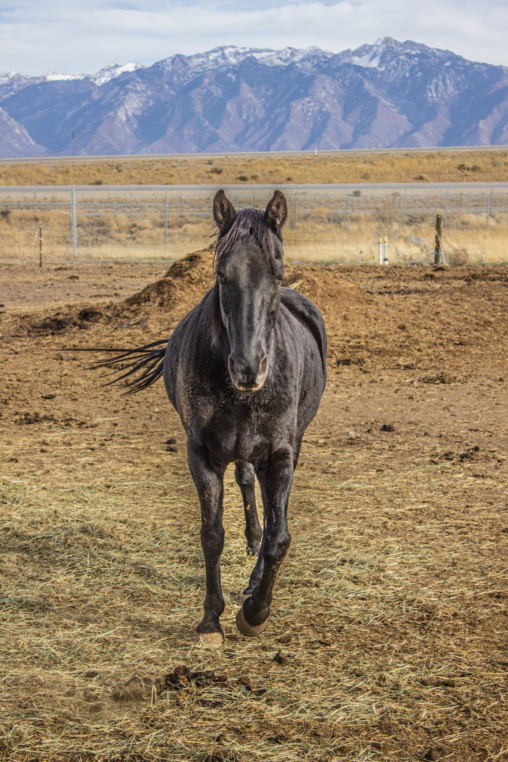 A black horse walks toward the camera across the paddock with snow-capped mountains behind.