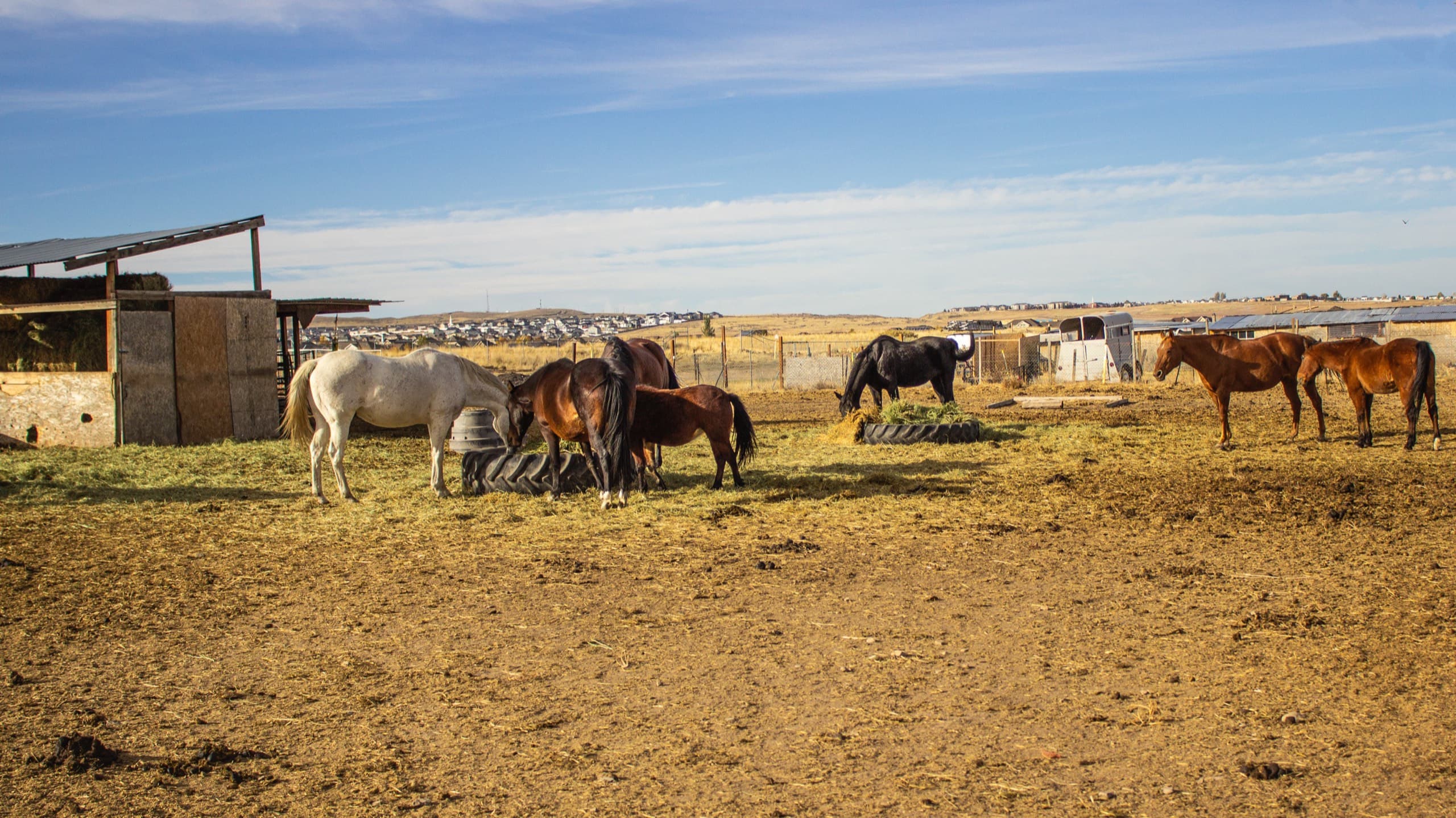 Horses gathered around hay feeders in the ranch paddock under a clear blue sky in warm afternoon light.