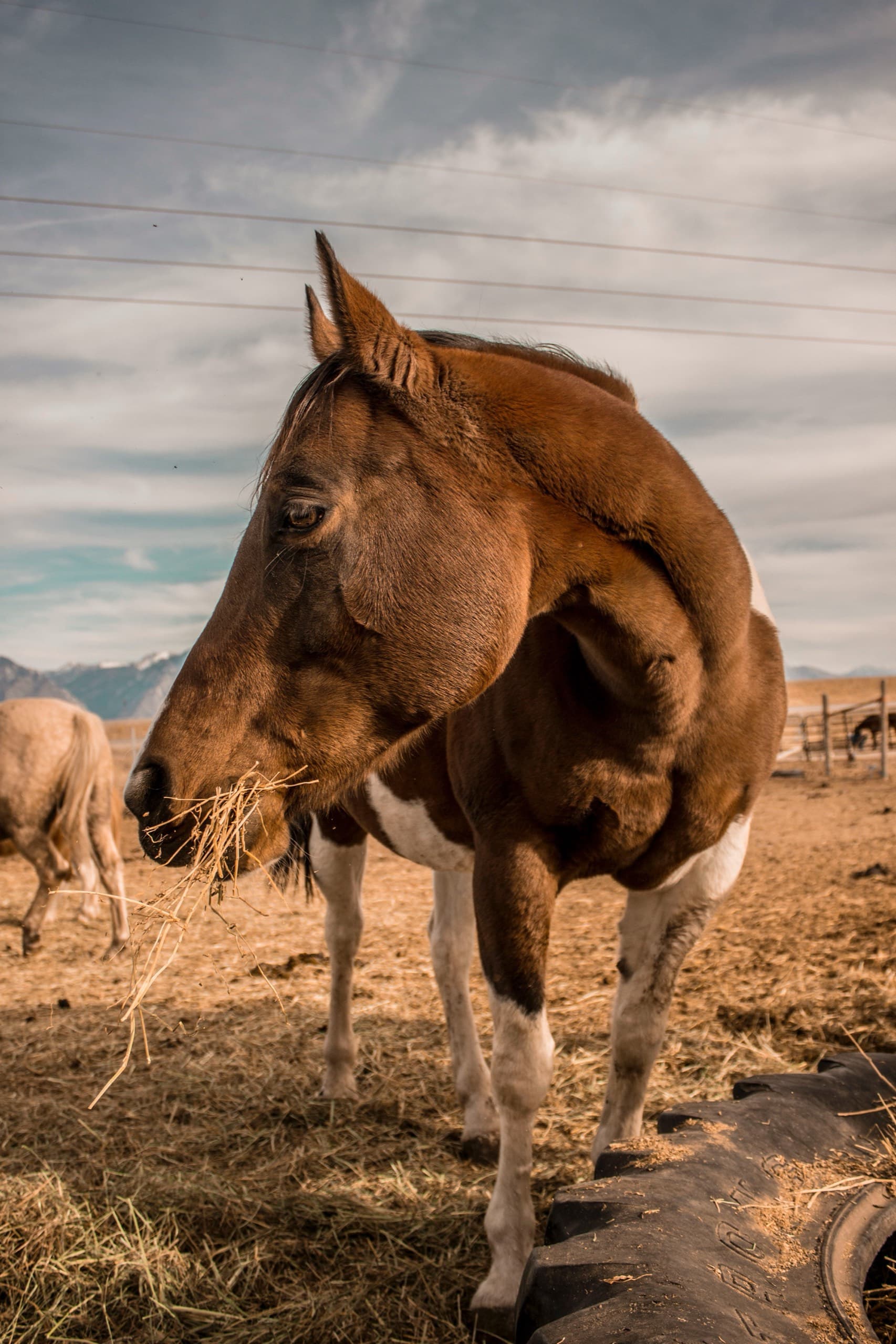 A brown-and-white paint horse chews hay beside a tire feeder under a dramatic sky.