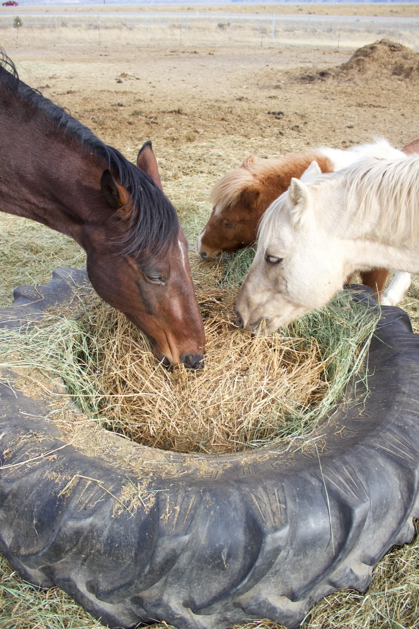 A bay horse, a palomino pony, and a white pony share hay from a tractor-tire feeder.
