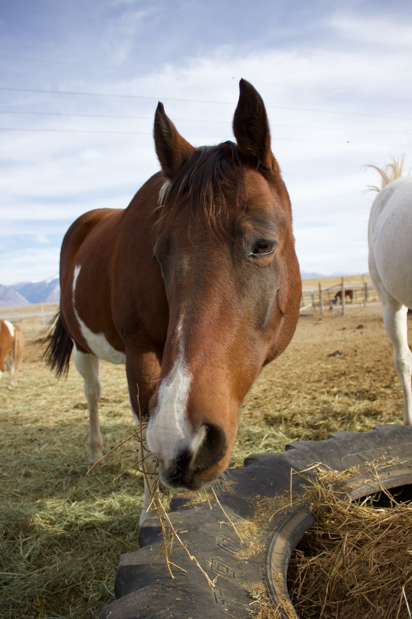 A brown-and-white paint horse with a white blaze looks gently toward the camera while eating hay.