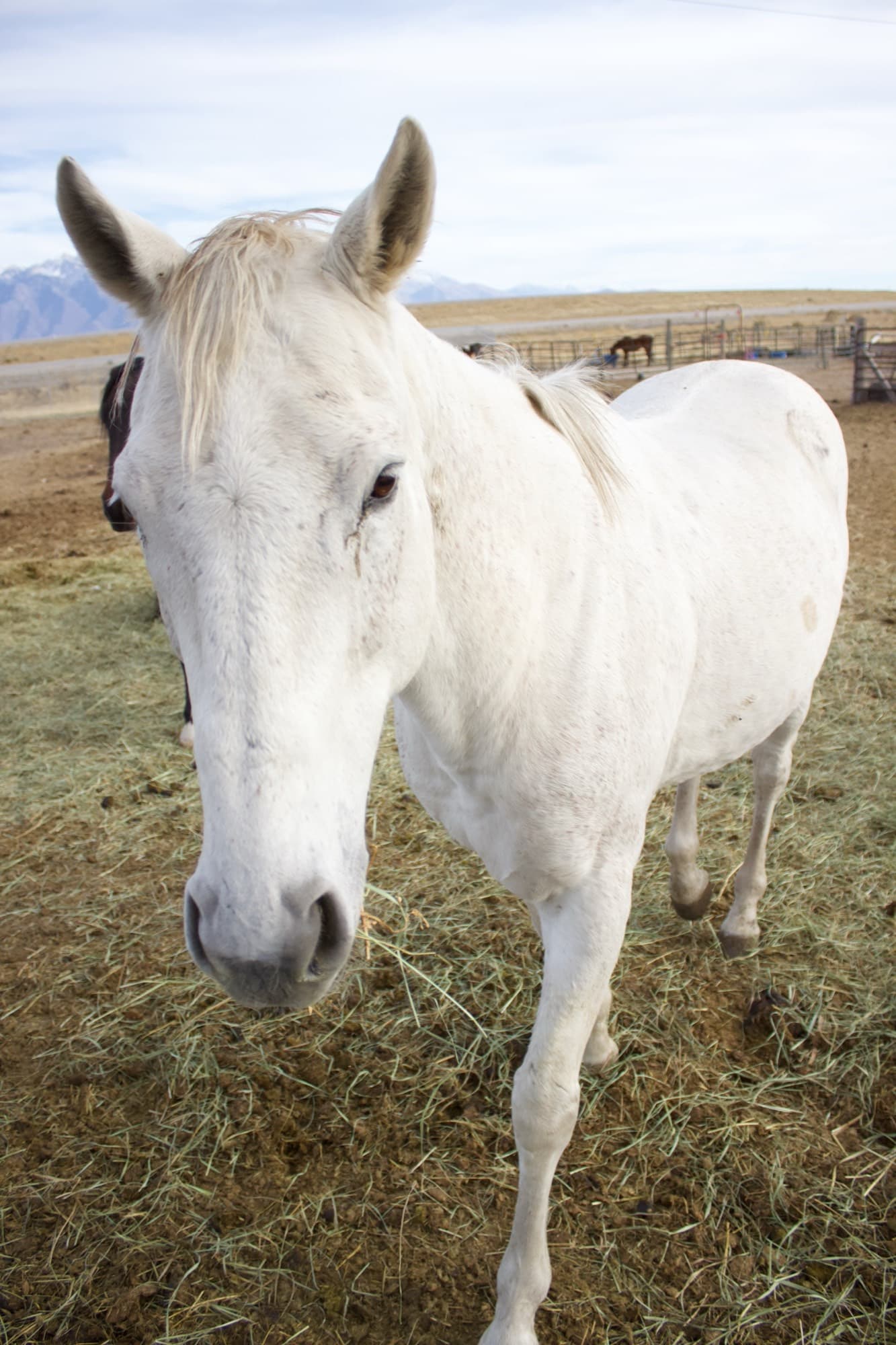 A gentle white horse walks up to say hello in the hay-covered paddock.
